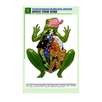 Рельефная таблица "Внутреннее строение лягушки" (формат А1, матовое ламинир.) - «globural.ru» - Жигулёвск