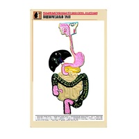 Рельефная таблица "Пищеварительный тракт" (формат А1, матовое ламинир.) - «globural.ru» - Жигулёвск