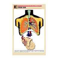 Рельефная таблица "Строение легких" (формат А1, матовое ламинир.) - «globural.ru» - Жигулёвск