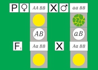 Модель-аппликация Дигибридное скрещивание. Законы Менделя. (набор из 84 карт) - «globural.ru» - Жигулёвск