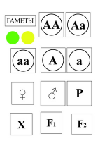 Модель-аппликация Моногибридное скрещивание и его цитологические основы - «globural.ru» - Жигулёвск