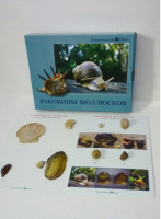Коллекция "Раковины моллюсков" (вариант 2) - «globural.ru» - Жигулёвск