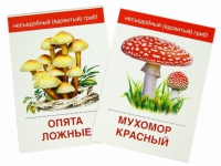 Раздаточные карточки "Грибы съедобные и не съедобные" - «globural.ru» - Жигулёвск