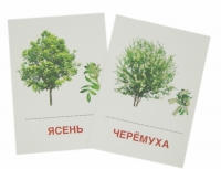Раздаточные карточки "Деревья и кустарники" - «globural.ru» - Жигулёвск