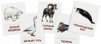 Раздаточные карточки "Животные холодных широт" - «globural.ru» - Жигулёвск