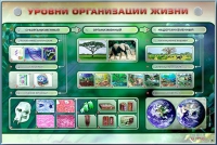 Электрифицированный стенд "Уровни организации жизни" - «globural.ru» - Жигулёвск