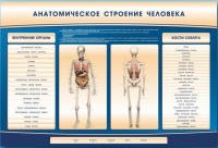 Электрифицированный стенд-тренажер c макетом скелета "Анатомическое строение человека" - «globural.ru» - Жигулёвск
