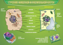Стенд "Строение животной и растительной клеток" - «globural.ru» - Жигулёвск