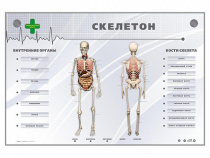 Электрифицированный стенд-тренажер "Скелетон" - «globural.ru» - Жигулёвск