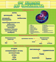 Стенд "От клетки до организма" - «globural.ru» - Жигулёвск