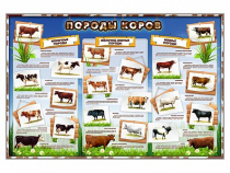 Стенд "Породы коров" - «globural.ru» - Жигулёвск