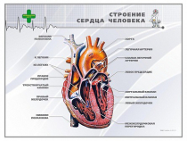 Стенд "Строение сердца человека" - «globural.ru» - Жигулёвск