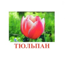Карточки Домана "Цветы-1" - «globural.ru» - Жигулёвск