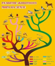 Стенд "Развитие животного мира на земле" - «globural.ru» - Жигулёвск