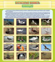 Стенд "Красная книга - птицы" - «globural.ru» - Жигулёвск
