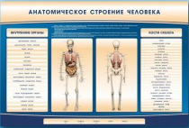 Электрифицированный стенд-тренажер c макетом скелета "Анатомическое строение человека" - «globural.ru» - Жигулёвск