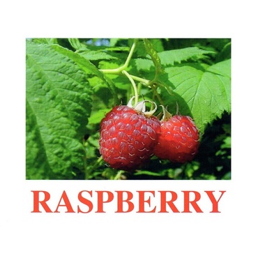 "Berries-1" ("Ягоды-1") английские карточки Домана - «globural.ru» - Жигулёвск