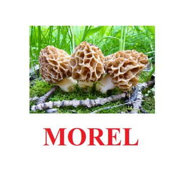 "Mushrooms" ("Грибы") английские карточки Домана - «globural.ru» - Жигулёвск