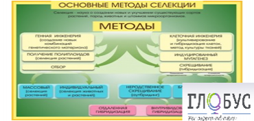Стенд "Методы селекции и биотехнологии" - «globural.ru» - Жигулёвск