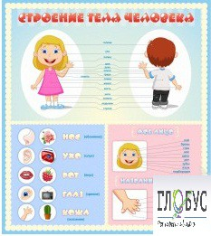 Стенд "Строение человека" для детей - «globural.ru» - Жигулёвск