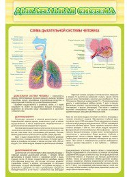 Стенд "Дыхательная система" - «globural.ru» - Жигулёвск
