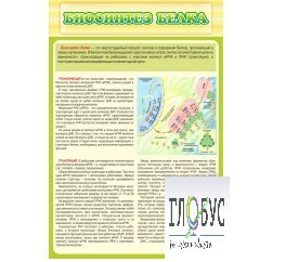 Стенд "Биосинтез белка" - «globural.ru» - Жигулёвск